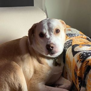 Meet your Posher, Jean